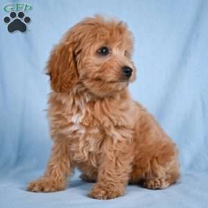 Lilly, Cavapoo Puppy